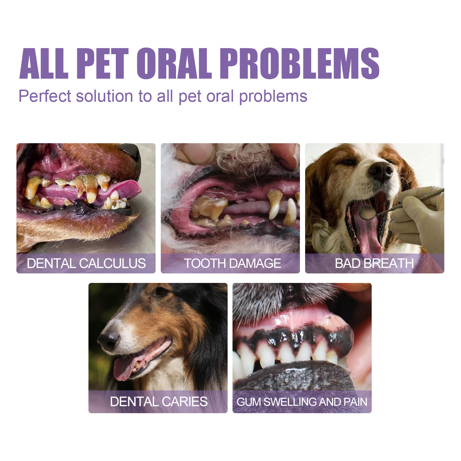 Pet Oral Repair Gel Puppy Tart - Teeth Whitening Levels avis et prix