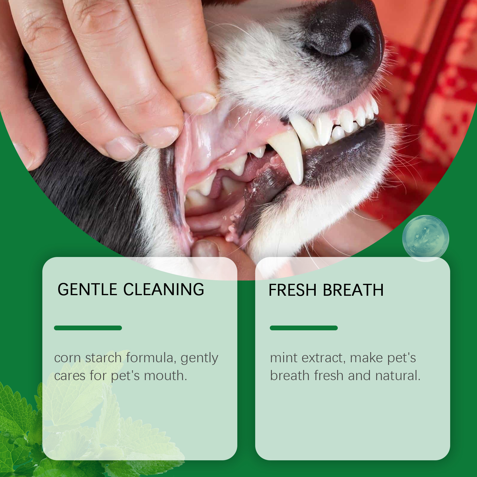 Pet Teeth Cleaning Powder Redu - Teeth Whitening Price avis et prix